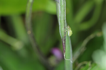 Larvae of shield bugs (Pentatomidae) feeding on beans.