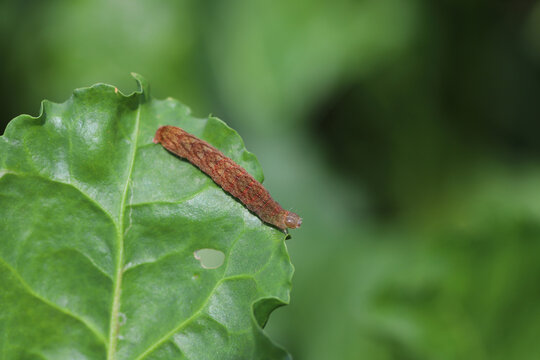 Caterpillar moth of the family Noctuidae - owlet moths, armyworm on sugar beet leaf. It is a dangerous pest.