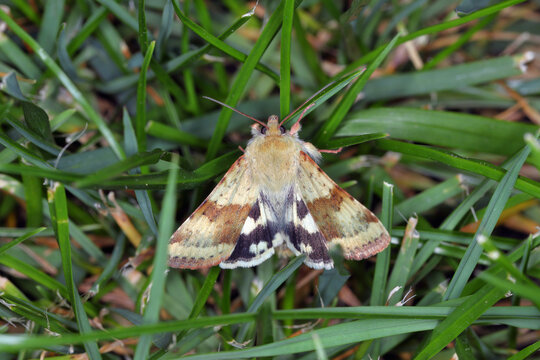 Shoulder-striped Clover - Heliothis maritima