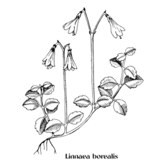 Fotobehang Linnaea borealis or Twinflower , medicinal plant. © Marina Gorskaya