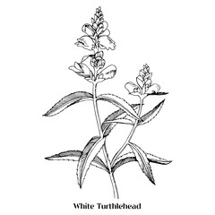 White turtlehead Chelone glabra , or bitter herb