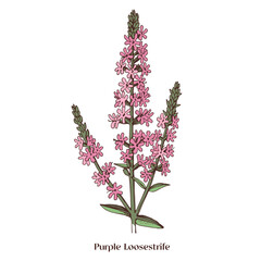 Purple loosestrife is a wild medicinal plant