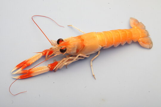Cigala, Nephrops norvegicus.