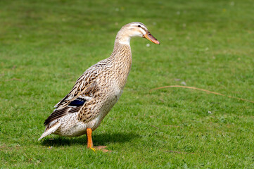 Hybrid mallard duck