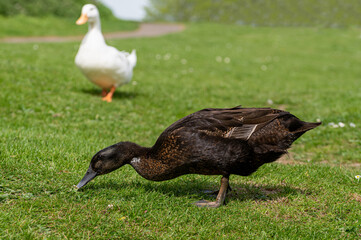Hybrid mallard ducks