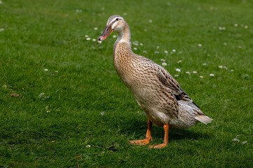 Hybrid mallard duck