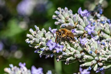 Honey bee cleaning proboscius after collecting pollen from lavender flowers