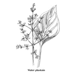 Water plantain or Mad dog weed, wild plant © Marina Gorskaya