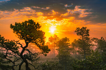 The sun rises above the horizon. Visible cobweb with dew on the grass and trees.The sun glare pass through the fog and tree branches. Foggy autumn morning in the national park. National park of Latvia