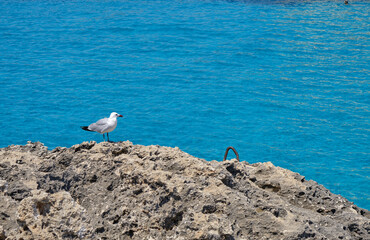 Menorca, Spain: Cala en Bosch beach minorca . Cami de cavalls. Beautiful minorca beach with small hotel in the background. white sand and turquoise water