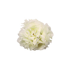 White rose flowers isolated on white layer
