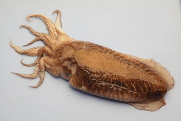 Sepia, Sepiida sp. Choco,  cefalópodo, alimento, 