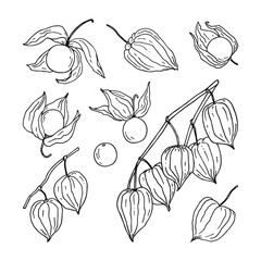 Set of hand sketched physalis