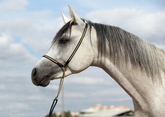 White arabian horse portrait in cloud sky background
