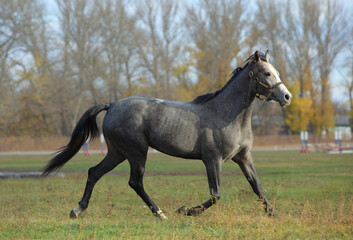 Fototapeta na wymiar Arabian race horse runs on the autumn stud farm 