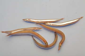 Salt&oacute;n, Sonso, Pez, Alimento, Marino, sabroso, crudo, 