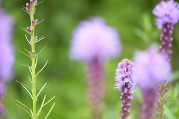 Obraz premium Background with nature to use for computer screens, pictures, smartphones, websites, walls, photo wallpapers for the décor of the apartment. - insects and small colorful flowers, field vegetation, gar