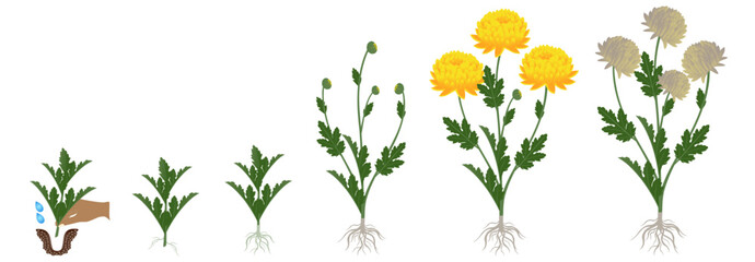 Cycle of growth of a yellow chrysanthemum flowers isolated on a white background.