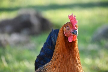 Close up of a Brown and Red Hen