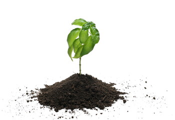 Fresh green basil flower in soil isolated on white 