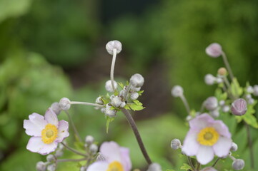 Background with nature to use for computer screens, pictures, smartphones, websites, walls, photo wallpapers for the décor of the apartment. - insects and small colorful flowers, field vegetation, gar