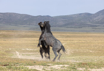 Fototapeta premium Wild Horse Stallions Fighting in the Utah Desert in Spring