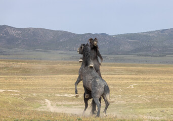Fototapeta premium Wild Horse Stallions Fighting in the Utah Desert in Spring