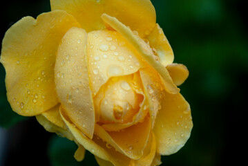 バラ　ローズ　イエローローズ