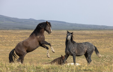 Fototapeta premium Wild Horse Stallions Fighting in the Utah Desert in Spring