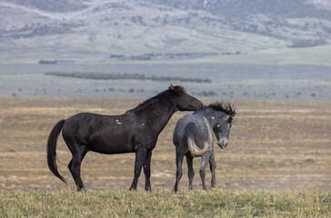 Wild Horse Stallions Fighting in the Utah Desert in Spring