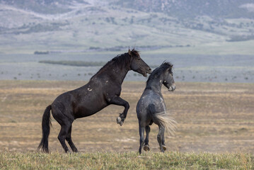 Obraz na płótnie Canvas Wild Horse Stallions Fighting in the Utah Desert in Spring