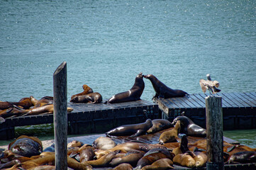 sealions at the pier