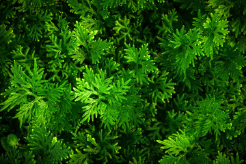 Naklejka na ściany i meble Green leaf background, abstract green texture, nature background, tropical leaf.