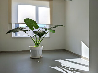 Potted monstera deliciosa plant with large leaves in a empty room