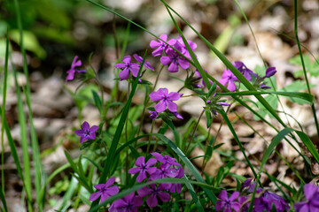spring flowers in the garden