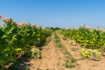 Fototapeta na wymiar Tobacco field plantation. Gathered heaps of tobacco lie between the rows of flowering bushes of tobacco