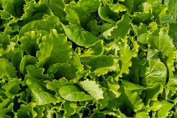 Lettuce green leaves background. Romaine lettuce grows in the soil. Organic salad, ready to be harvested. Fresh lettuce leaves. Salad plant close-up. Organic food, keto or paleo diet