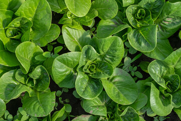 Romaine lettuce green leaves background. Romaine lettuce grows in the soil. Organic salad, ready to be harvested. Fresh lettuce leaves. Salad plant close-up. Organic food. Agricultural industry