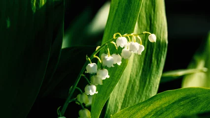 Foto op Aluminium Lily of the valley spring flowers blooming. Convallaria majalis close-up. Small white lily-of-the-valley flowers and young green leaves. The first lilies of the valley wild forest flowers bloom Nature © IULIIA AZAROVA