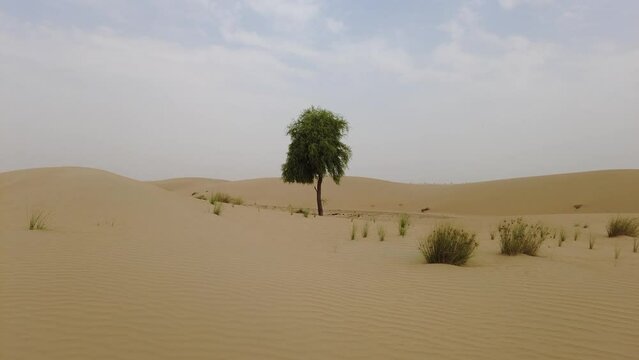 Desert landscape with single tree hidden in the sand dunes