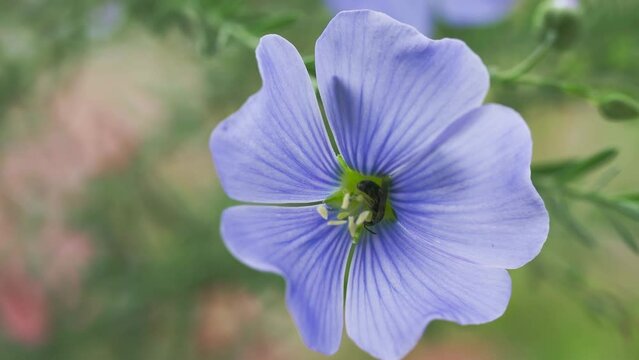 Linum perenne or blue flax flower macro with a bee against natural green background