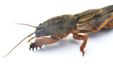 Insect pest gryllotalpa gryllotalpa
