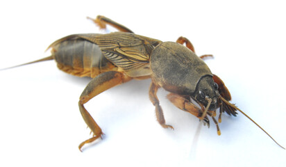 Insect pest gryllotalpa gryllotalpa