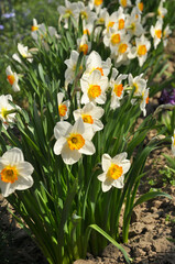 Fototapeta premium Narcissus (daffodils) bloom in the flowerbed.