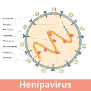 Henipavirus. A viral cell of a genus of negative-strand RNA viruses in the family Paramyxoviridae, that includes Mojiang, Nipah and Langya virus.