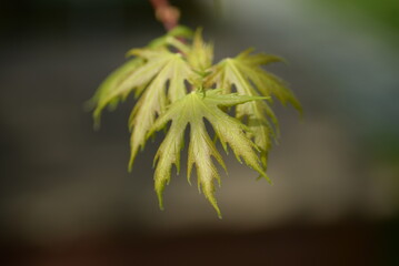 young maple leaves spring maple leaves on a green background fragile maple leaves, background, poster, postcard, 
close up, abstract photo out of focus