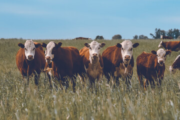 Cattle raising  with natural pastures in Pampas countryside, La Pampa Province,Patagonia, Argentina.