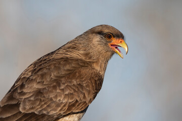Caracara chimango portrait , La Pampa province, Patagonia , Argentina