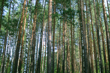 Fototapeta na wymiar Trees in the forest on a sunny day. Blurred foreground. Natural background
