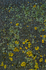 mosses and lichens on the asphalt